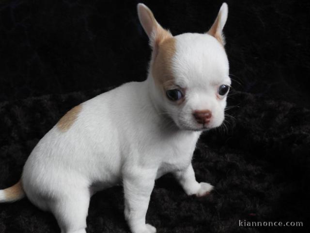 A donner chiot chihuahua très belle femelle