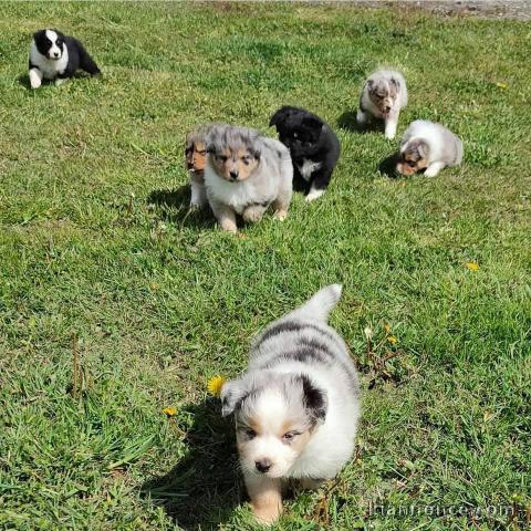 CHIOTS BERGER AUSTRALIEN DISPO DE SUITE