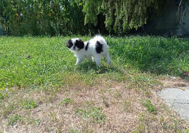 offre adorable chiots pure race  Epagneul japonais