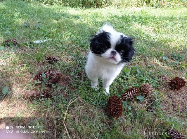 offre adorable chiots pure race  Épagneul japonais