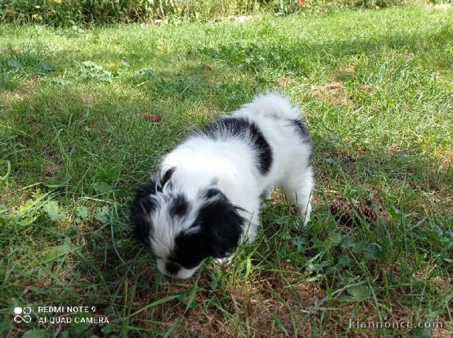 offre adorable chiots pure race  Epagneul japonais