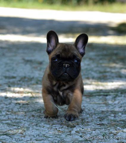 Superbe bouledogue français a donner