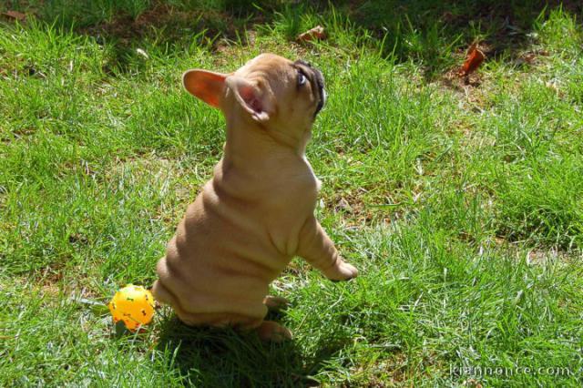 Superbe bouledogue français a donner