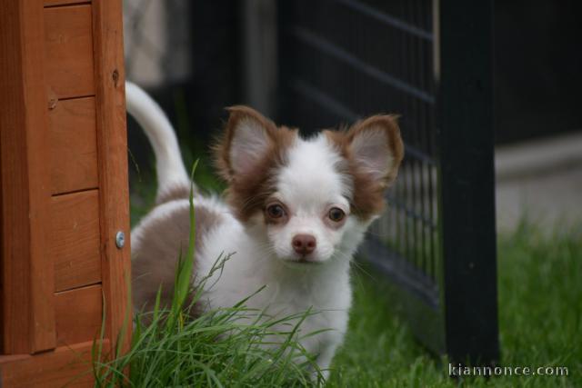 Chiots chihuahua femelle disponible de suite