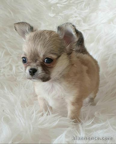 Chiots chihuahua femelle disponible de suite