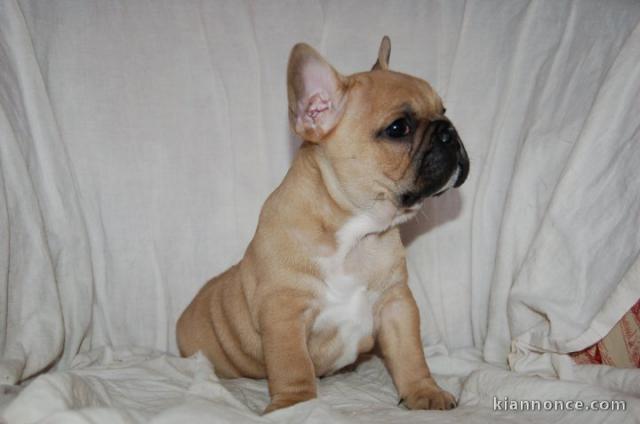 Superbe bouledogue français a donner