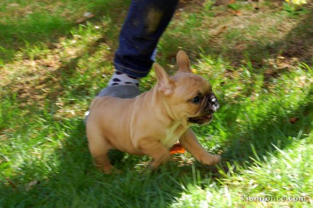 Superbe bouledogue français a donner