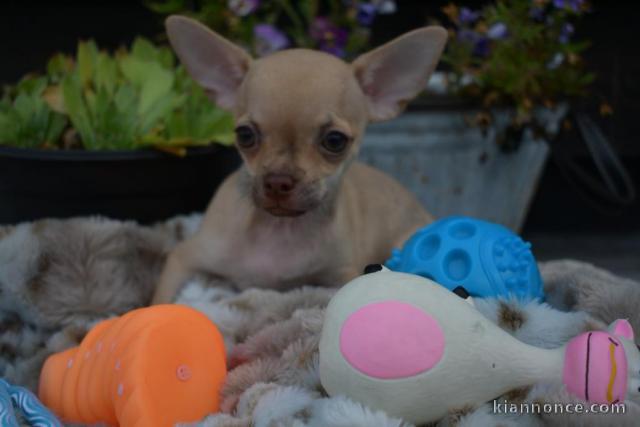 Chiots chihuahua femelle disponible de suite