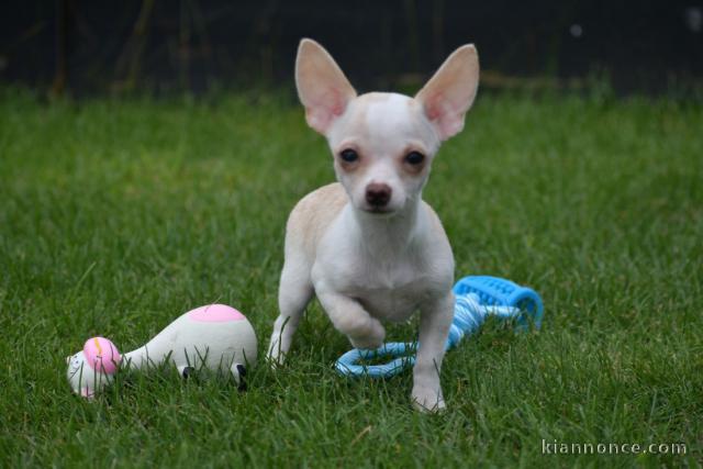 Chiots chihuahua femelle disponible de suite