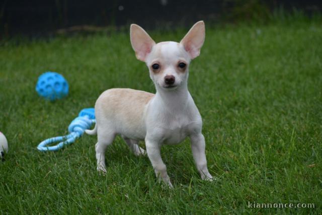 Chiots chihuahua femelle disponible de suite