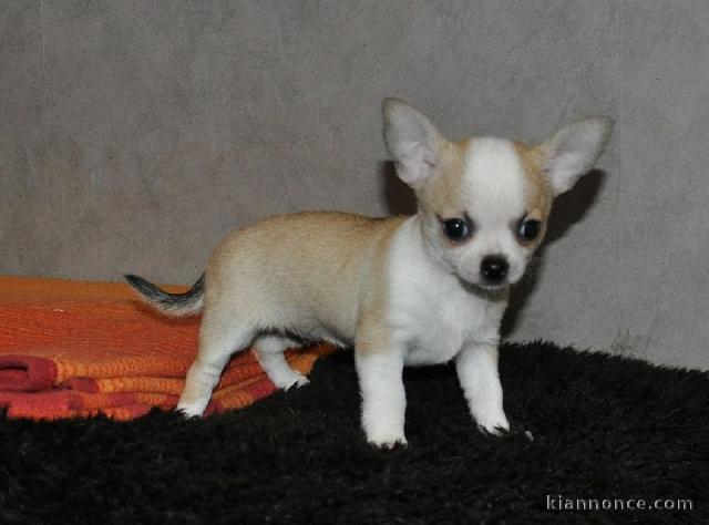 Chiots chihuahua femelle disponible de suite