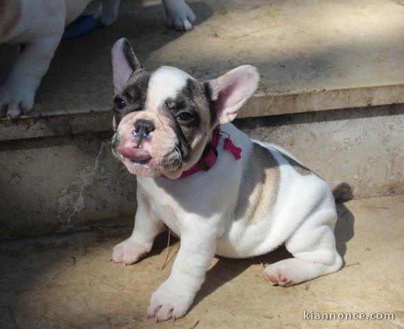 Chiot bouledogue français mâle et femelle