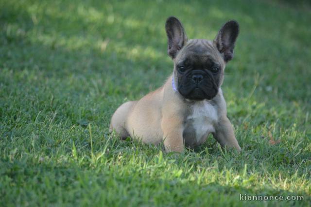 Chiot bouledogue français mâle et femelle à placer