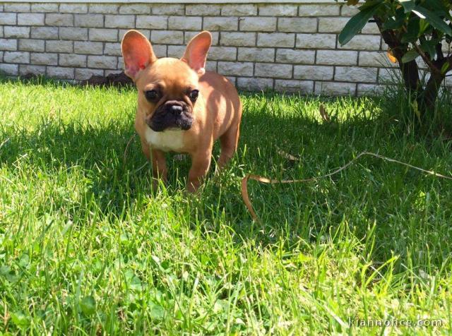 Chiot bouledogue français mâle et femelle à placer