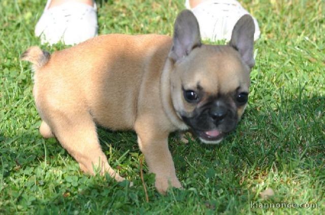 Chiot bouledogue français mâle et femelle à placer