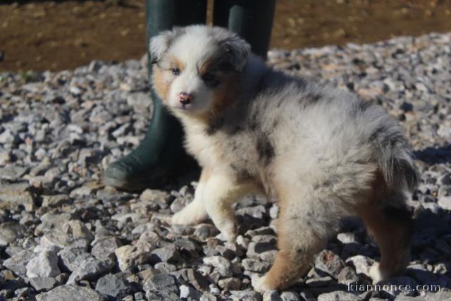 Offrez chiot berger australien femelle non lof