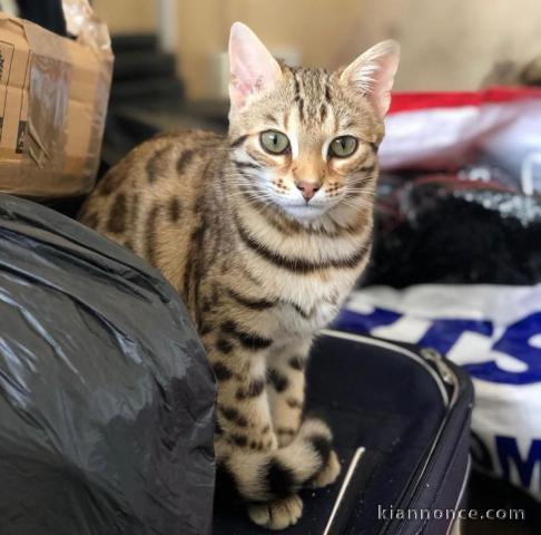 2 Mâles et 1 Femelle bengal Brown Tabby LOOF