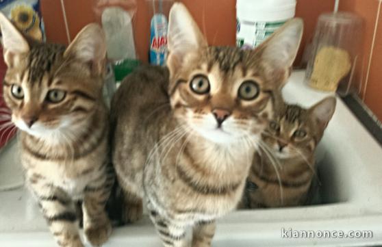 2 Mâles et 1 Femelle bengal Brown Tabby LOOF