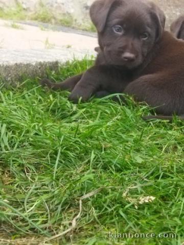 chiots labrador chocolat 