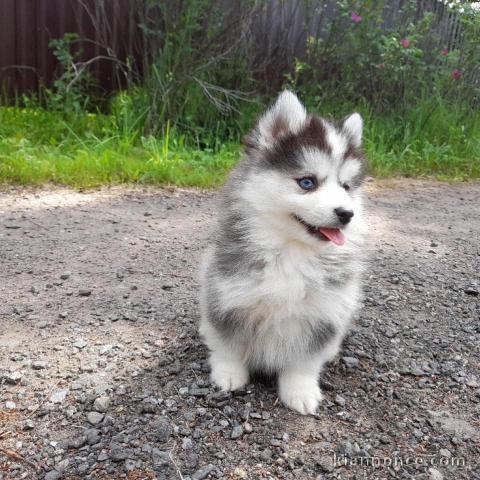 Chiots Pomsky a Donner