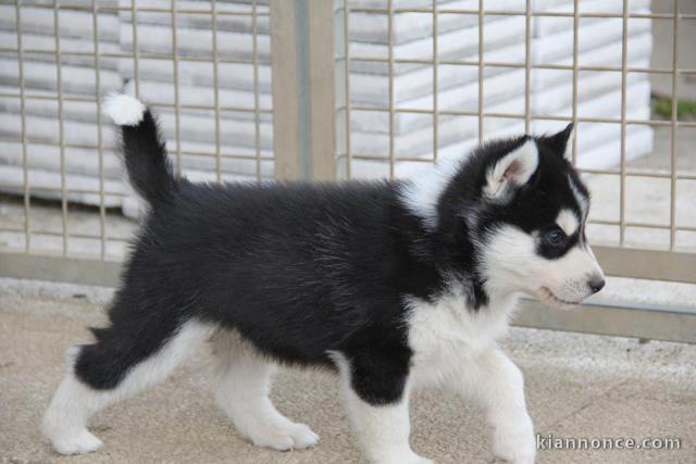 A donner chiot husky siberian femelle yeux bleu