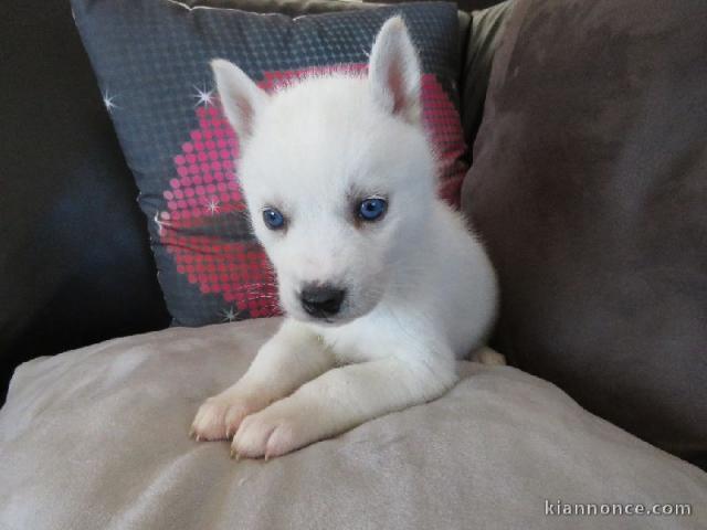 A donner chiot husky siberian femelle yeux bleu