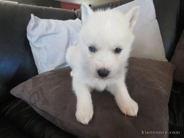 A donner chiot husky siberian femelle yeux bleu