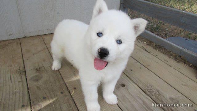 A donner chiot husky siberian femelle yeux bleu