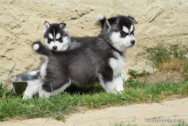 A donner chiot husky siberian femelle yeux bleu