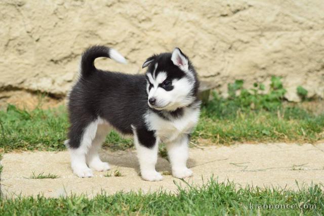 A donner chiot husky siberian femelle yeux bleu