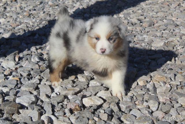 A donné chiot type berger australien femelle