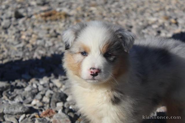 A donné chiot type berger australien femelle