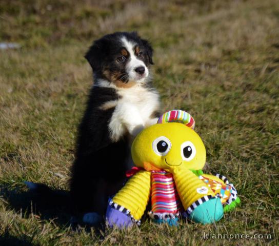 A donné chiot type berger australien femelle