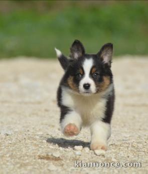 A donné chiot type berger australien femelle