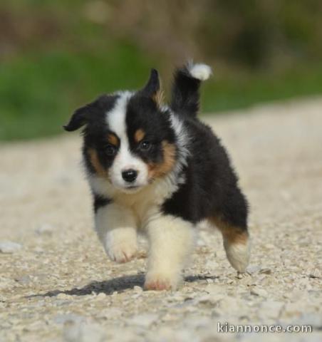 A donné chiot type berger australien femelle