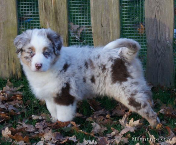 A donné chiot type berger australien femelle