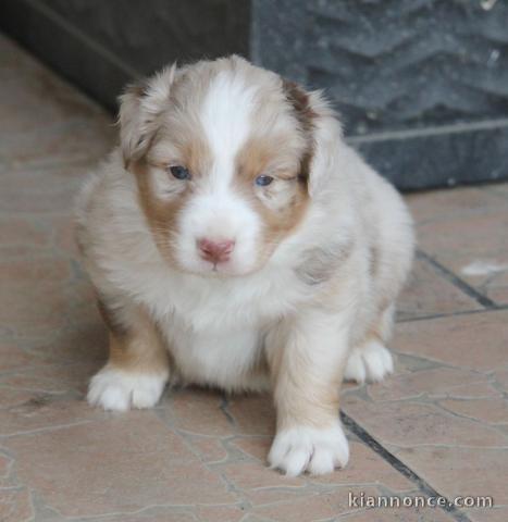 A donné chiot type berger australien femelle