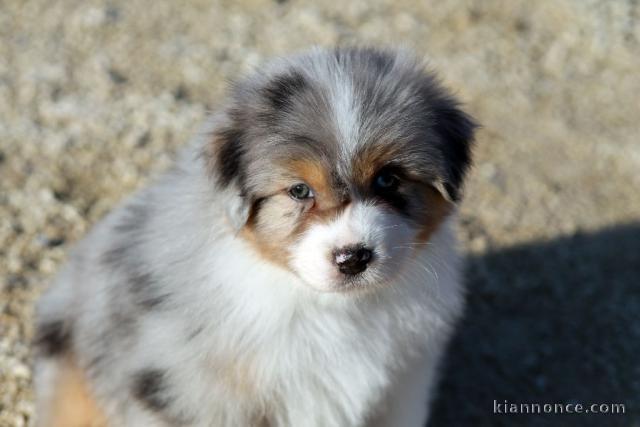 A donné chiot type berger australien femelle