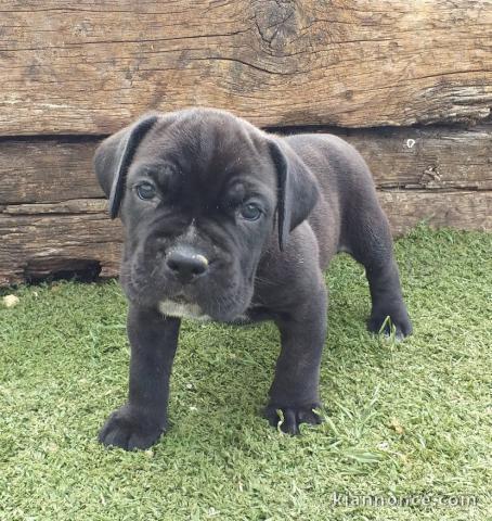 Canne Corse Lof Disponible a présent 4 chiots