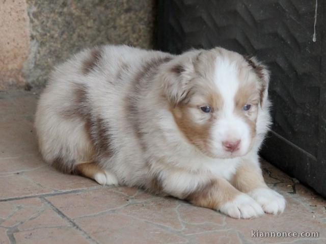 A donné chiot type berger australien femelle