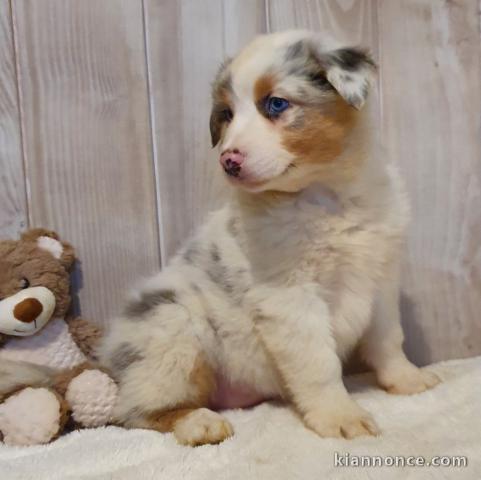 A donné chiot type berger australien femelle