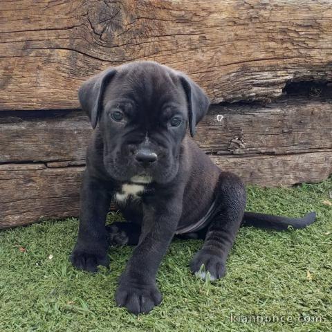 Canne Corse Lof Disponible a présent 4 chiots