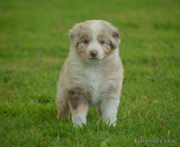 A donné chiot type berger australien femelle