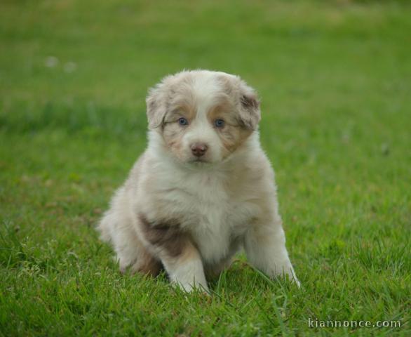 A donné chiot type berger australien femelle