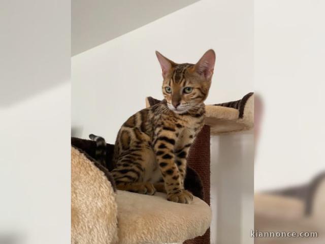 CHATONS DU BENGAL DISPO DE SUITE