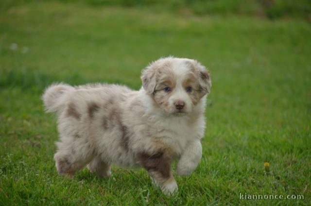 Adoption Chiot type berger australien