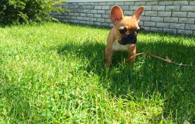 Chiots bouledogue français femelle & mâle