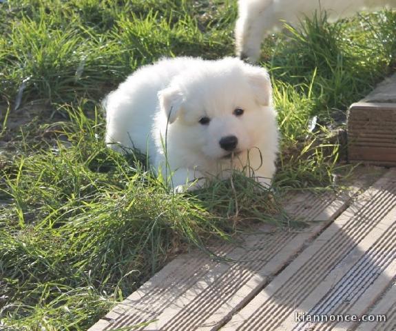  A donner chiot femelle type berger blanc suisse 