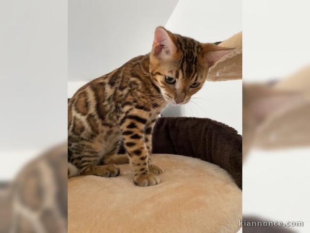 CHATONS DU BENGAL DISPO DE SUITE