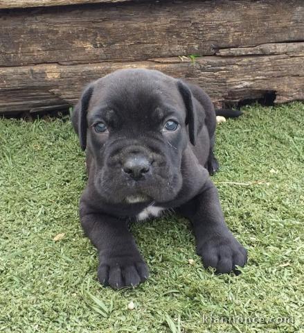 Canne Corse Lof Disponible a présent 4 chiots